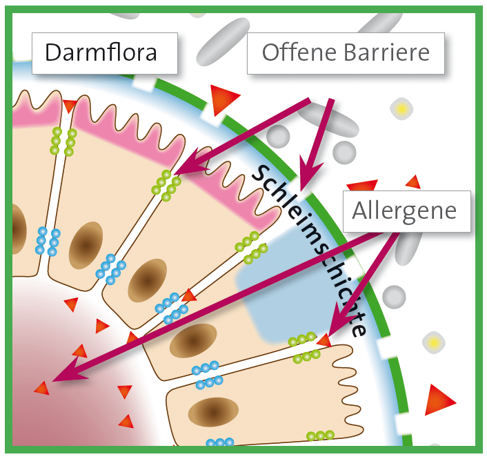 Grafik einer geschädigten Darmschleimhaut mit durchlässiger Barriere – Allergene dringen durch