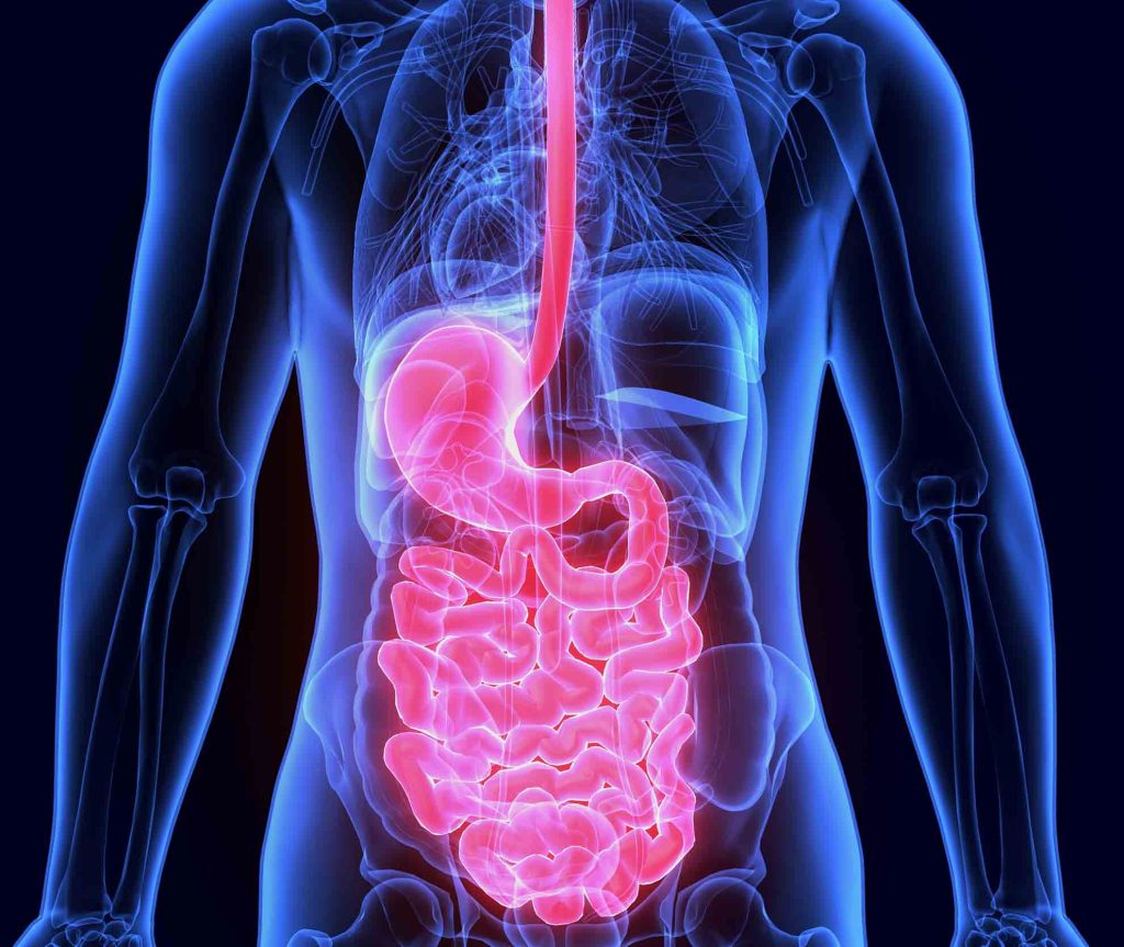Medizinische Illustration des menschlichen Verdauungstrakts mit farblich hervorgehobener Speiseröhre, Magen, Dünn- und Dickdarm – Fokus auf die Verbindung von Darm und Leber