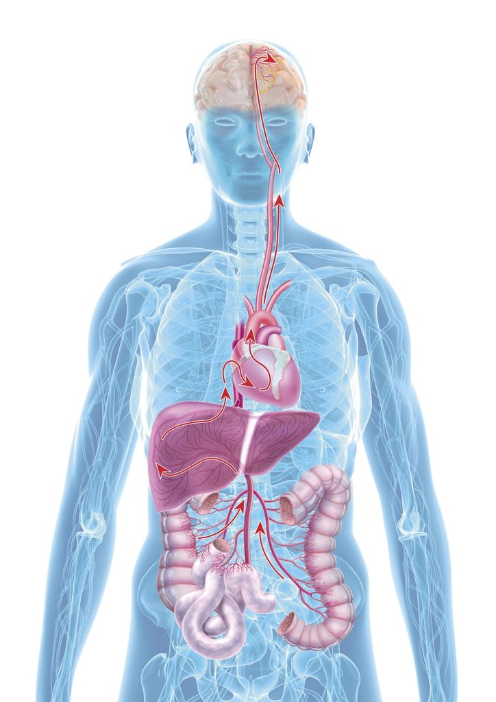Illustration der menschlichen Organe mit Fokus auf Darm, Leber, Herz und Gehirn – Darstellung der Darm-Hirn-Kommunikation